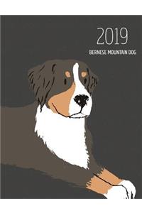2019 Bernese Mountain Dog