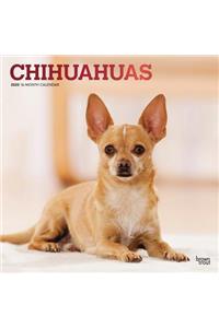 Chihuahuas 2020 Square Foil