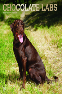 Labrador Retrievers, Chocolate 2023 Square Foil