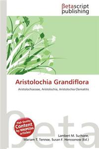 Aristolochia Grandiflora