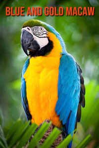 Blue and Gold Macaw