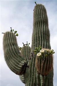 Flowering Saguaro Cactus in Arizona Journal