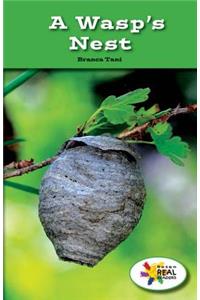 Wasp's Nest