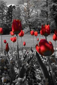 Mind Blowing Red BW Tulips Journal