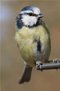 Blue Tit at the Bird Feeder Journal