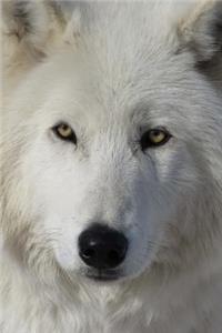 Say Hello to the Arctic Wolf Journal