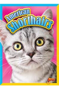 American Shorthairs