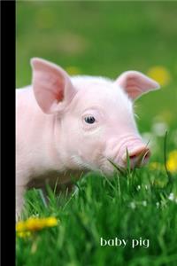 Baby Pig