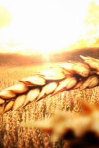 Golden Harvest Blank NoteBook