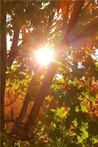 2019 Daily Planner Sunrise Through Autumn Colored Tree 384 Pages