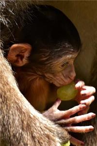 Cute Little Barbary Macaque Baby Eating a Grape Journal