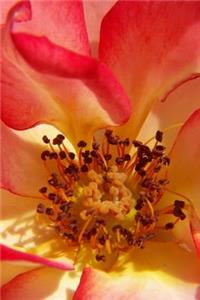 Rose Fan Fair - Blank Notebook
