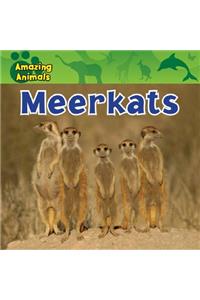 Meerkats