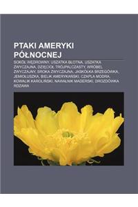 Ptaki Ameryki Po Nocnej