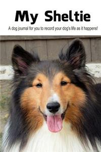 My Sheltie