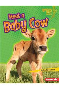 Meet a Baby Cow