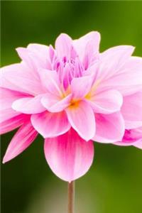 Mind Blowing Beautiful Pink Flower Journal