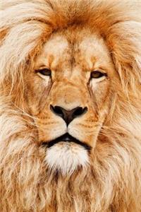 African Male Lion Close Up Journal