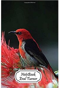 Scarlet Honeyeater: Small Pocket Notebook