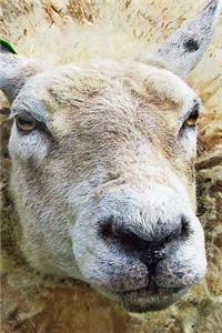 Sheepish Sheep