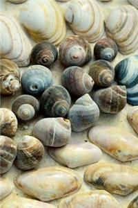 Ocean Sea Shells Lined Up Journal