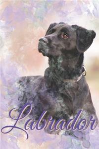 Labrador - Composition book