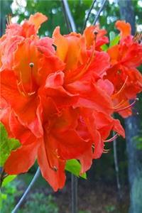 2019 Daily Planner Orange Floral Blooms 384 Pages
