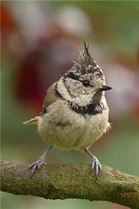 A Young European Crested Tit Bird on a Branch Journal