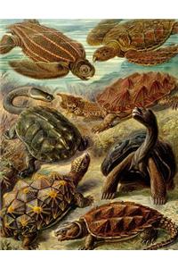 Turtle Bullet Journal