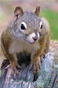 Squirrel Notebook