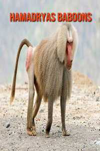 Hamadryas Baboons