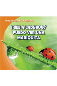 I See a Ladybug / Puedo Ver Una Mariquita
