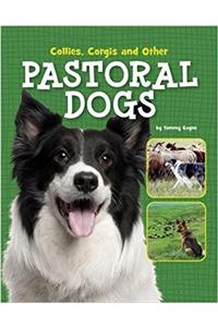 Collies, Corgis and Other Pastoral Dogs