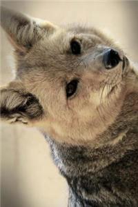 Solitary Alpine Fox (Vulpes Lagous) with Summer Coat in Svalbard Norway Journal