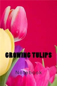 Growing Tulips