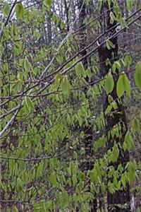 Journal Forest Spring Growth