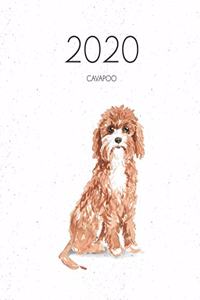 2020 Cavapoo