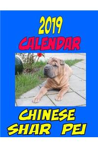 2019 Calendar Chinese Shar Pei