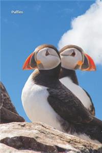 Puffins