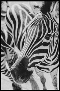 Zebra Composition Notebook