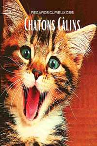 Regards curieux des Chatons Câlins