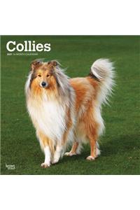 Collies 2021 Square