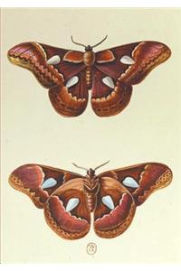 Carnet Ligné, Papillons Le Porte-Miroir
