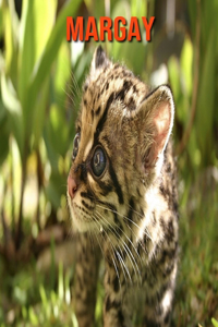Margay