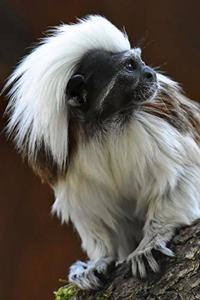 Cotton-Top Tamarin Monkey Journal