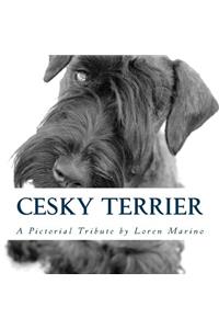 Cesky Terrier