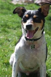 The Rat Terrier Dog Journal