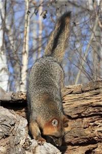 Grey Fox Chasing Mouse Into Log