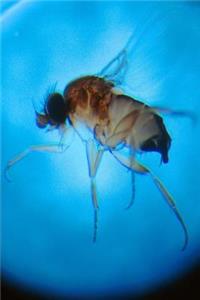 Insect Journal Tiny Fly Close Up Entomology