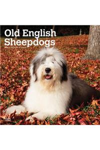 Old English Sheepdogs 2020 Square